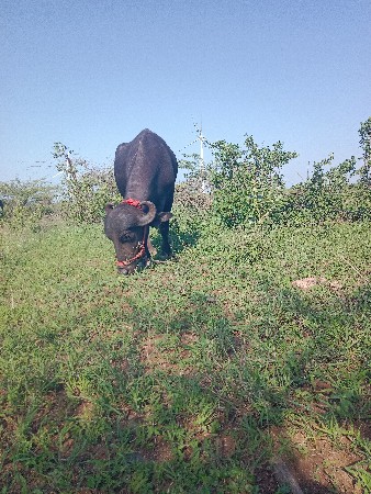 ખડેલું વેચવા નું છે