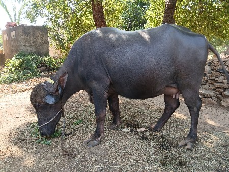 ખળેલી વેચવાની છે