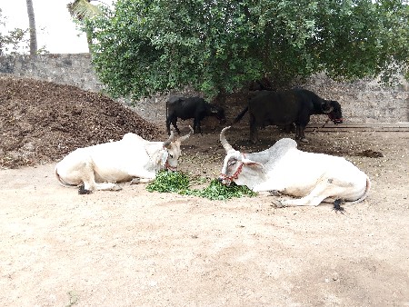 બળદ વેચવાના છે