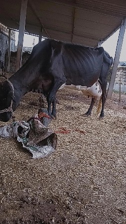 એચ. એફ. ગાય વેચવાની છે