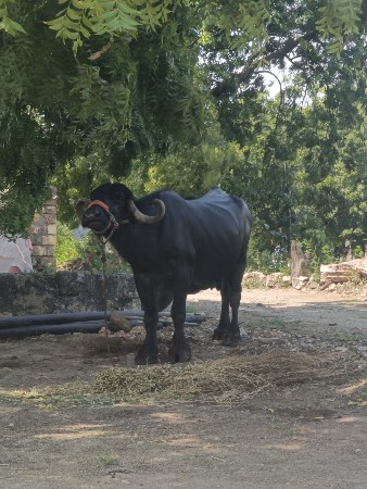 ભેંસ વેચવાની છે વેતર.3.જુ