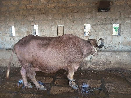 આ ભેશ વેશવાનિછે
વેતર.બિજુ