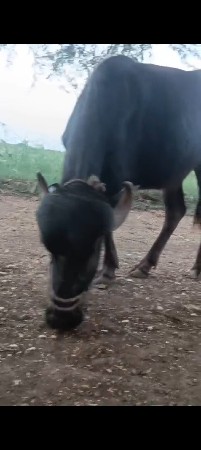 બે ખડેલી વેચાવ ની