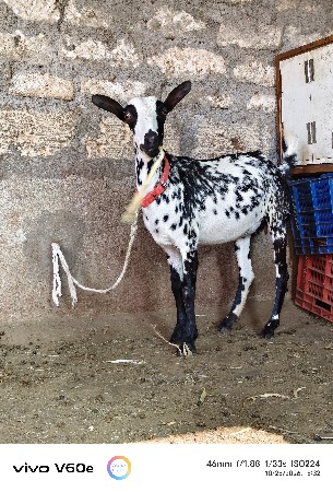 ઓરિજનલ બરબરી બકરી