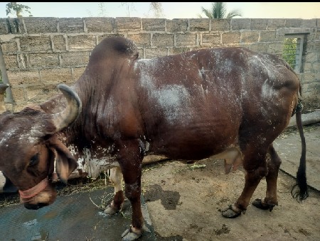 ગાય વેચવાની છે