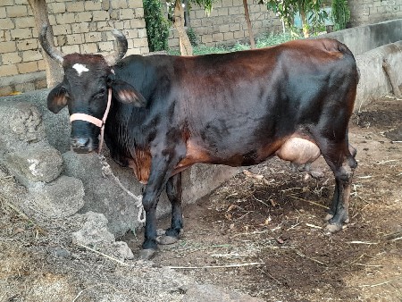 ગાય વેચવાની