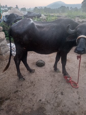ભેંસ વેચવાની છે
