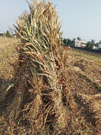 સાર