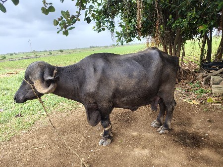 ભેંસ વેચવાની છે