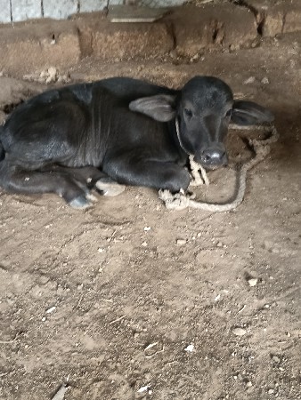 ભેંસ વેચવાની છે