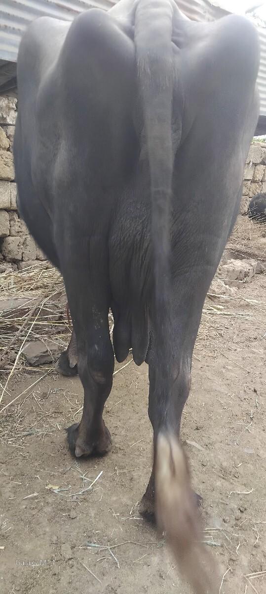 આ ભેશ વેચવાની છે
