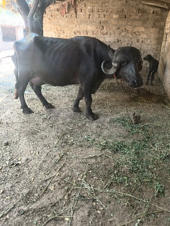 જાફરાબાદી ભેંસ વેચવાની છે