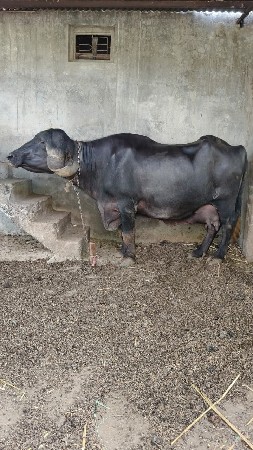 બે વિયાણેલી ભેંસ વેચવાની છે