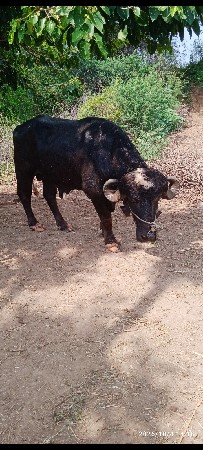 જાફરાબાદી પાડો વેચવાનો છે
