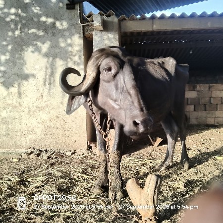 6 વરસ ની ખડેલી