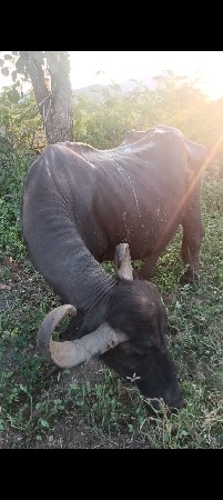 ભેંસ વેચવાની છે