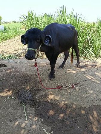 ખડેલી વેચવાની છે
