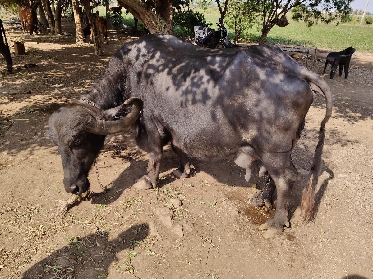 ભેંસ વેચવાની છે