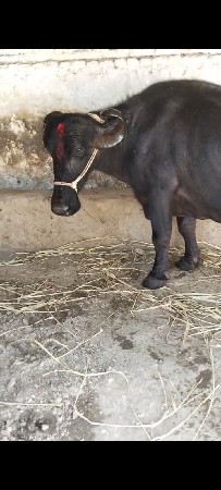 ભેસ