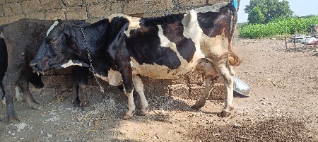 આ ગાય વેચવાની છે 14 દીવસ ની વાર
