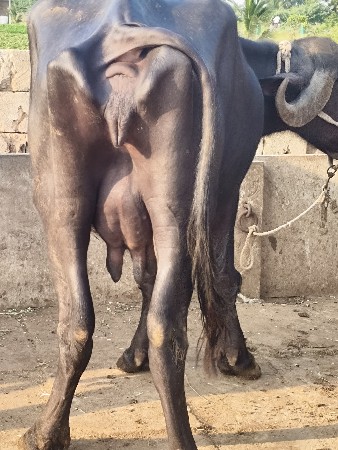 ભેંસ વેચવાની છે