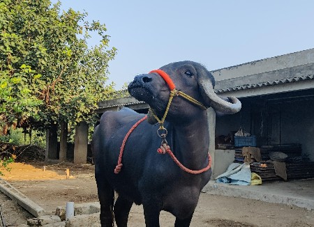 2 ખડેલી ‌ના સાટા મા વસેરી કે ઘોડી