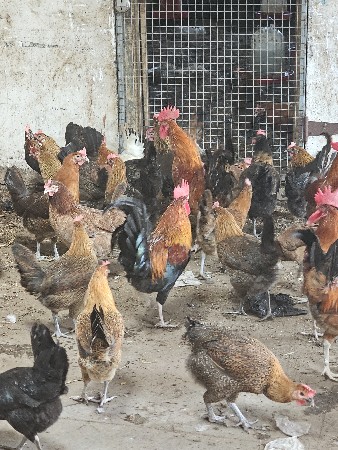 દેશી મુરઘા મુરઘી દેવાના છે