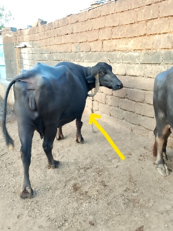 ભેંસ વેચવાની છે