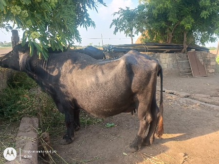 ભેંસ વેશ વની  સે