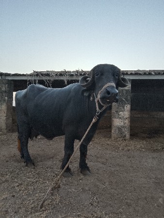 ભેંસ વેચવાની છે