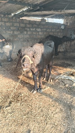 ખળેલી વેચવાની છે