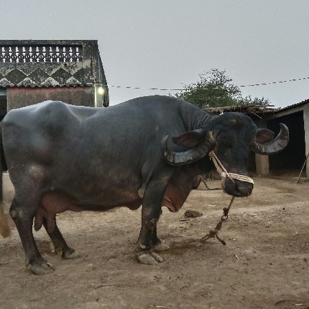 ભેંસ વેચવાની‌છે