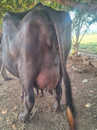 ત્રીજા વેતરમા