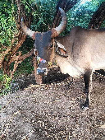 ગાય વેસવી ઘાભણી છે