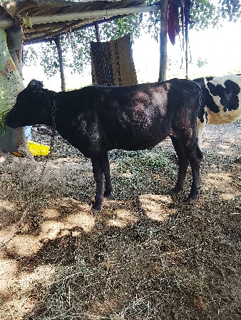 આ બે વાસડી વેશવાની છે