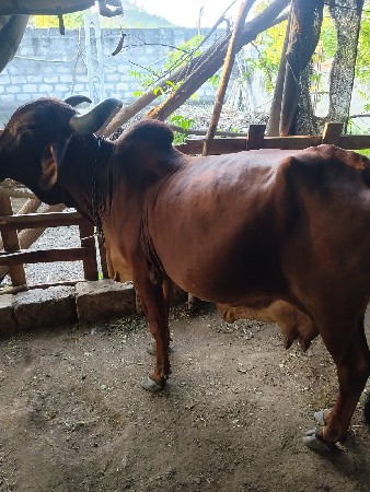 ગાય વેસવાની છે