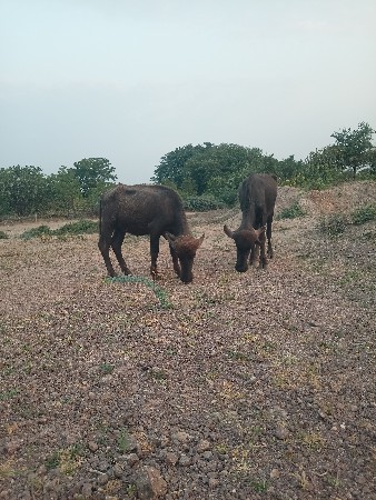 જેમલસીભાઇ