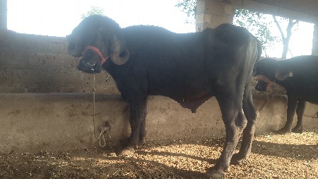 મેરૂ સાગણ ઓડેદરા
