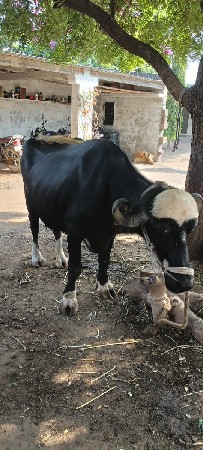 ભેંસ વેચવાની છે