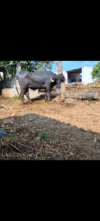 પાડો વિશ્વનો સે