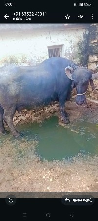 આ ભેંસ વેચવાની છે