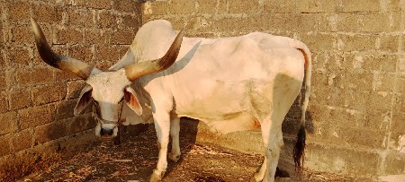 મફત આપવા ના છે