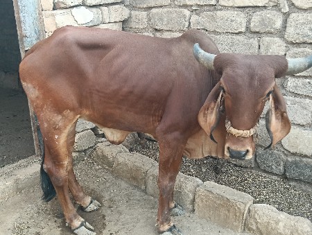 હોળકી વેચવાની છે