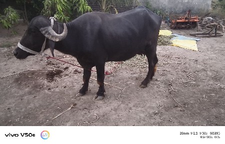 bhes vechvani chhe