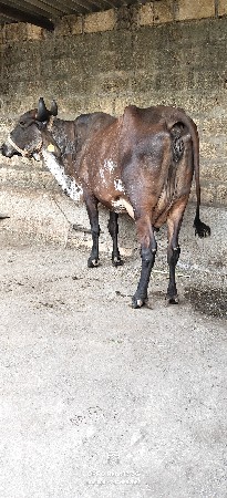 ક્રોસ ઓડકી વેચવાની છે