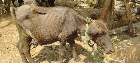 પાડો વેચવાનો છે