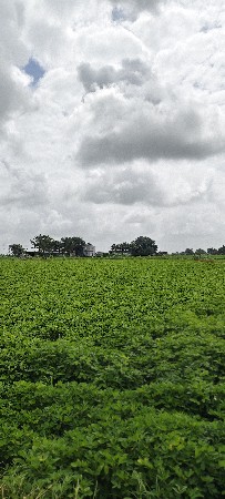 માંડવી નો ભૂકો વેચવા નો છે