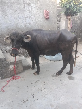 ખડેલી વેચવાની છે