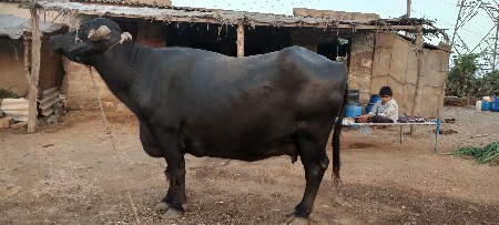 8 ભેશો વેચવાની છે કિંમત 5.25