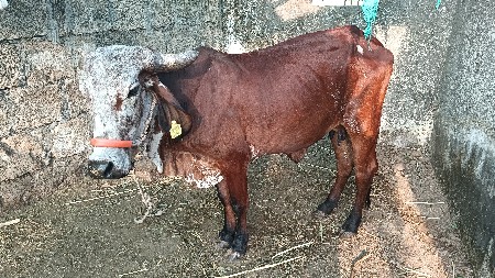 આ ગાય વેચવાની છે.
